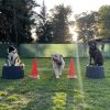 Hundetraining Franken - Trickdogging, Hunde auf Podesten und über Hürde