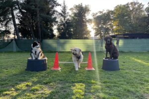 Hundetraining Franken - Trickdogging, Hunde auf Podesten und über Hürde