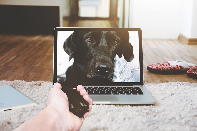 Hundetraining Franken - Einzeltraining online, Labrador Bild auf Laptop Monitor