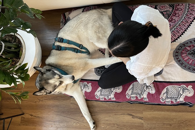 Hundetraining Franken - Einzeltraining, Husky mit Halterin liegt auf bunter Decke
