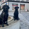 Hundetraining Franken - Hundekontakte, zwei schwarze Labradore auf Brunnen in Stadt
