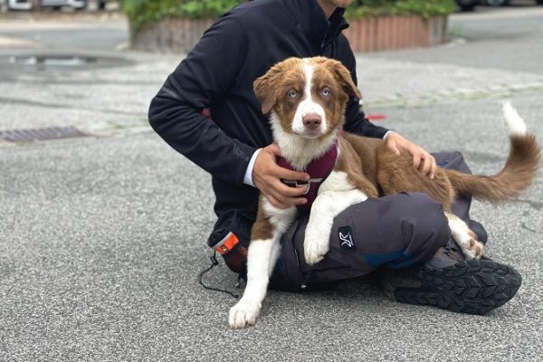 Galerie 14 Hundetraining Franken - Hunderwegs, braun-weißer Aussie Welpe sitzt auf Schoß