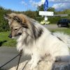 Hundetraining Franken - Hunderwegs, weißer Zwergspitz sitzt auf großem Stein