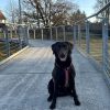 Hundetraining Franken - Hunderwegs, brauner Labrador sitzt auf grauer Brücke