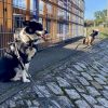 Hundetraining Franken - Hundekontakte, schwarz-weißer Hund sitzt mit Gruppe vor Zaun