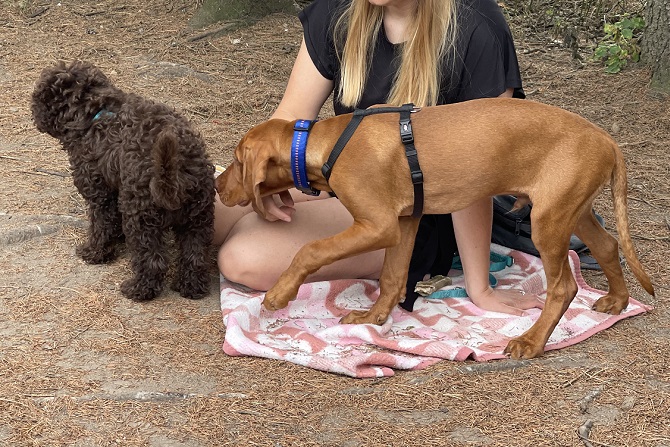 Hundetraining Franken - Soziales Alltagstraining, Vizsla Welpe beschnuppert Lagotto Welpe