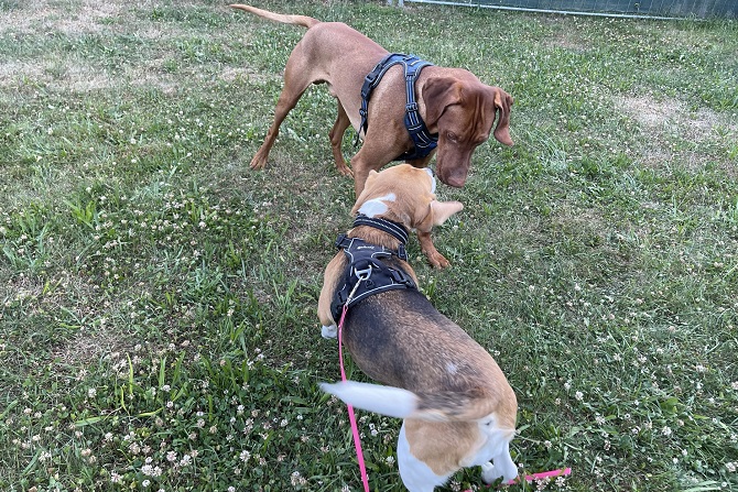 Hundebegegnungen 3 Magyar Vizsla Rüde und Beagle begegnen sich auf der Wiese