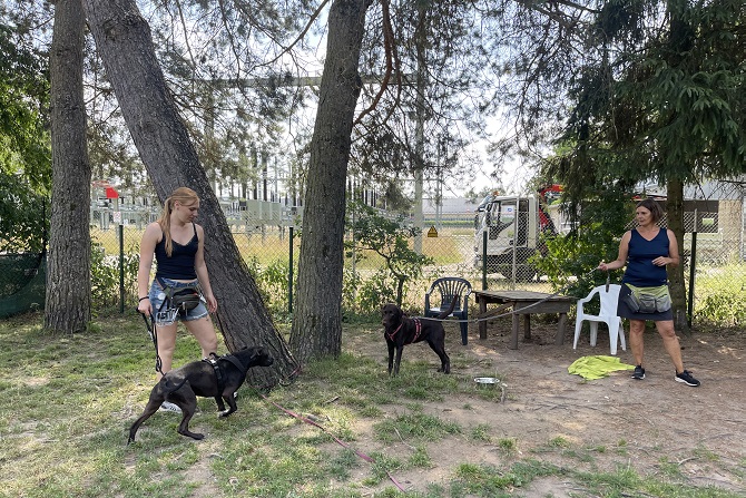 Hundetraining Franken - Soziales Alltagstraining, Labrador und Listenhund stehen gegenüber