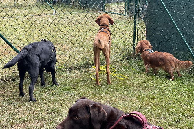 Welpen- und Junghundekurs – Kombi 10 Wochen - samstags 6 Hundetraining Franken - Soziales Alltagstraining, Hundegruppe vor einem Zaun