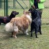 Hundetraining Franken - Soziales Alltagstraining, drei Hunde stehen vor Trainerin