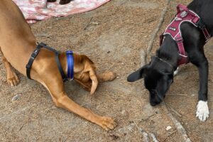 Hundetraining Franken - Soziales Alltagstraining, brauner und schwarzer Welpe schnuppern