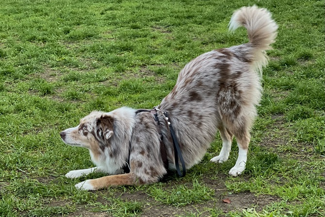 Hundetraining Franken - Einzeltraining online, Red Merle Australian Shepherd macht Trick