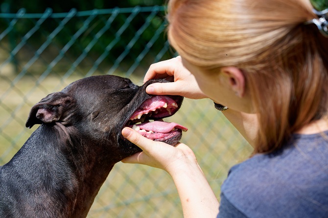 Hundetraining Franken - Coachings, Medical Training mit Hund ins Maul schauen