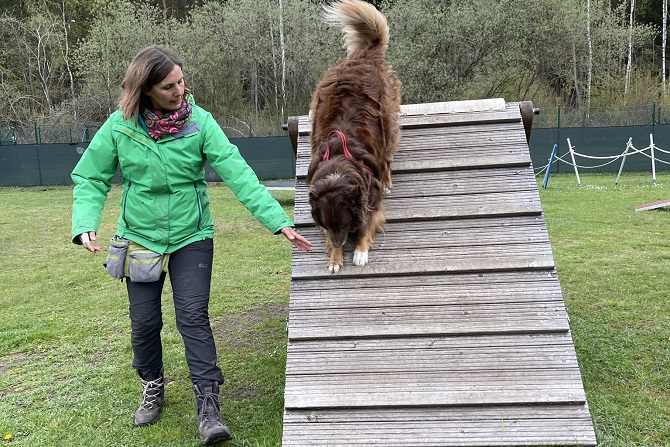 Hundetraining Franken - Einzeltraining auf dem Trainingsgelände, Aussie auf A-Wand