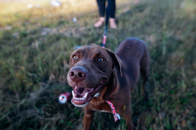 Hundetraining Franken - Einzeltraining, brauner Labrador an der Leine auf Wiese