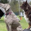 Hundetraining Franken - Fortgeschrittene, Weimaraner und Australian Shepherd sitzen auf Steg