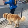 Hundetraining Franken - Hunderwegs, beiger Hovawart geht über Zebrastreifen