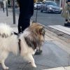 Hundetraining Franken - Hunderwegs, weißer Zwergspitz überquert Straße