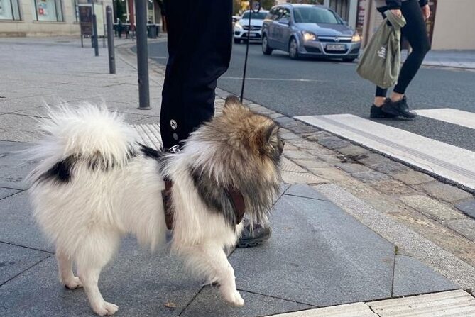 Hundetraining Franken - Hunderwegs, weißer Zwergspitz überquert Straße