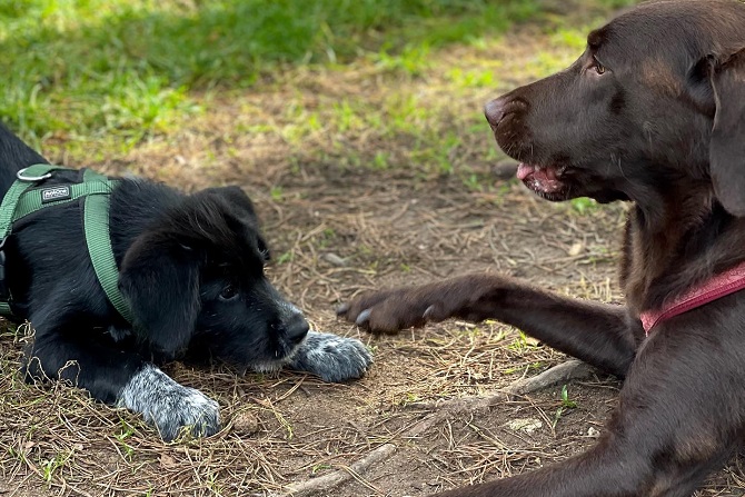 Hundetraining Franken - Jung trifft alt, Akita Mischling Welpe liegt vor Labrador