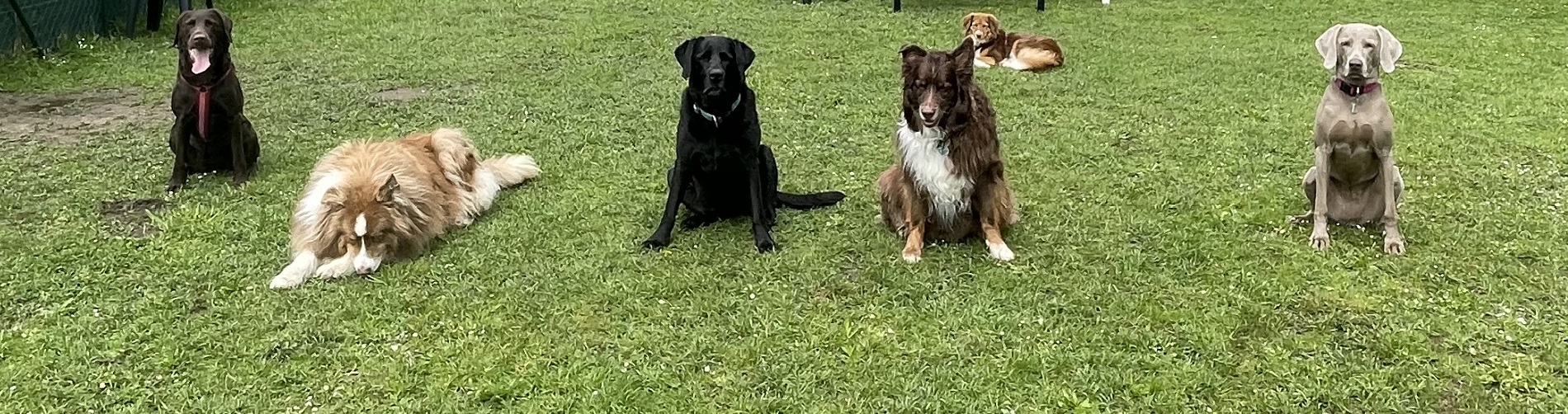Junghundeschule 6 Mehrere Hunde auf dem Trainingsplatz orientieren sich zu ihrem Menschen