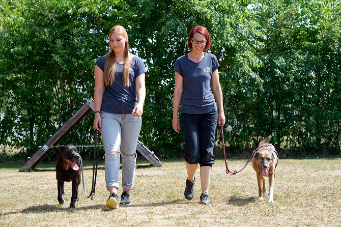 Hundetraining Franken - Leinenkurs, Listenhund und Windhund laufen neben Trainerinnen
