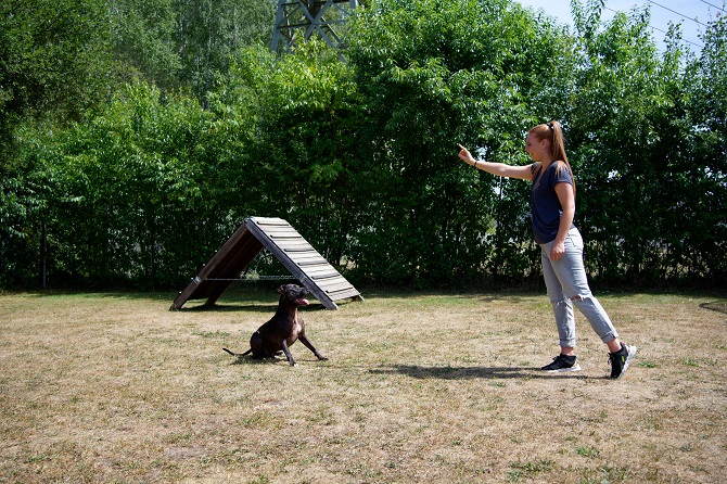 Hundetraining Franken - Longieren, Listenhund lernt Sitz auf Distanz