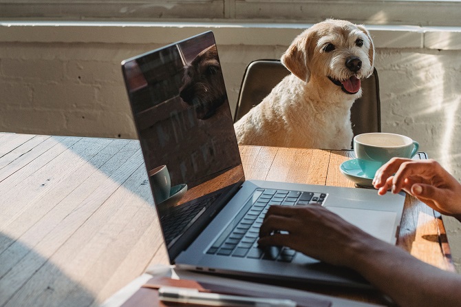 Hundetraining Franken - Einzeltraining online, weißer Hund sitzt auf Stuhl hinter Laptop