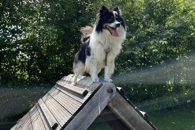 Hundetraining Franken - Praktikum, schwarz-weißer Border Collie auf A-Wand