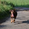 Hundetraining Franken - Rückruf Kurs, brauner Hund rennt auf Straße