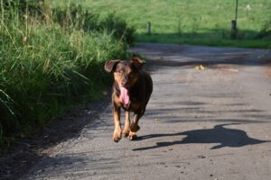 Hundetraining Franken - Rückruf Kurs, brauner Hund rennt auf Straße