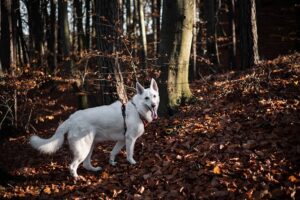 Hundetraining Franken - Rückruf Kurs, weißer Schäferhund steht im Wald