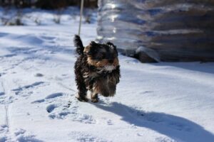 Hundetraining Franken - Rückruf Kurs, kleiner schwarzer Hund rennt im Schnee