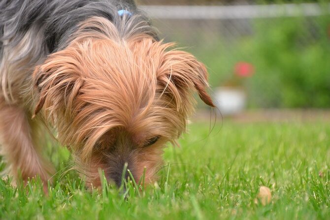 Hundetraining Franken - Schnüffeln, grau-brauner Terrier schnüffelt in Wiese