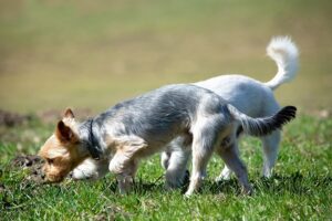 Hundetraining Franken - Schnüffeln, zwei kleine Hunde schnüffeln auf Wiese