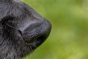 Hundetraining Franken - Schnüffeln, Hundenase schwarz Nahaufnahme