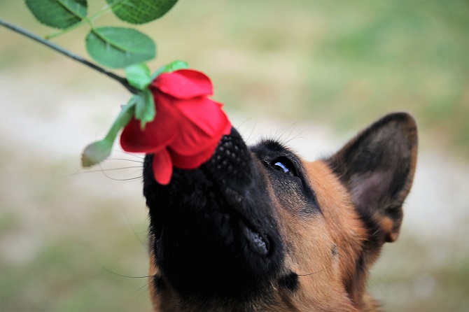 Hundetraining Franken - Schnüffeln, Schäferhund schnuppert an roter Blume