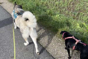 Hundetraining Franken - Soziales Alltagstraining, Husky und schwarzer Hund laufen hintereinander