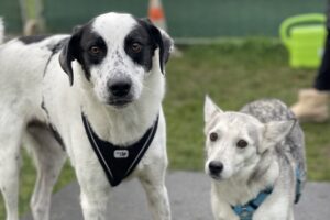 Hundetraining Franken - Soziales Alltagstraining, großer Hund und kleiner Hund auf Podest