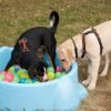 Hundetraining Franken - Welpenkurs, zwei Welpen spielen im bunten Bällebad