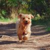 Hundetraining Franken - Rückrufkurs, hellbrauner Hund galoppiert auf Waldweg auf Halter zu