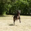 Hundetraining Franken - Rückruf Kurs, schwarzer Hund rennt auf Halter zu