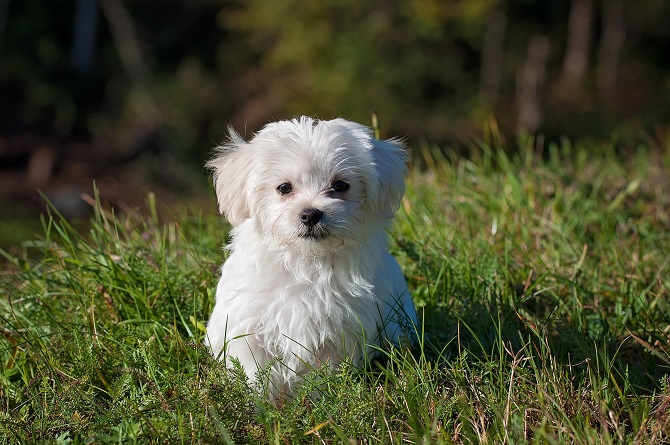 Hundetraining Franken - Welpenkurs, Malteser Welpe sitzt auf Wiese
