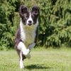 Hundetraining Franken - Basiskurs, Hund kommt auf Besitzer zugerannt
