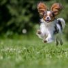 Hundetraining Franken - Rückrufkurs, Hund hört und kommt im fliegenden Galopp zum Besitzer