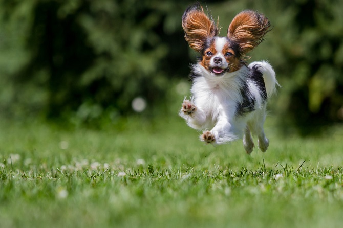Hundetraining Franken - Rückrufkurs, Hund hört und kommt im fliegenden Galopp zum Besitzer
