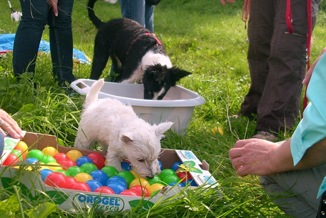Hundetraining Franken Welpenkurse - kleine Hunderassen - Welpe im Bällchenbad