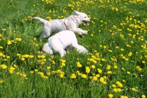 Hundetraining Franken Welpenkurse - zwei Welpen spielen auf der Wiese