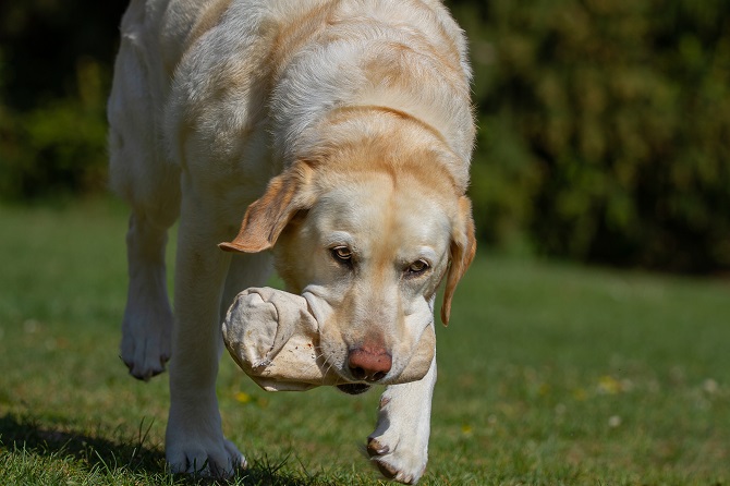 Hundetraining Franken Apportieren - Großer Hund bei der Arbeit mit dem Futterbeutel