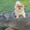 Kurs für kleine Hunde (6 Wochen) – Bild 8